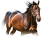 horse. horses bp - ingyenes png animált GIF