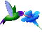 MMarcia gif beija flor bird - Gratis animerad GIF animerad GIF
