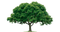 Kaz_Creations Tree - png gratuito GIF animata