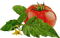tomato Bb2