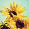 Sonnenblumen tournesols sunflowers - фрее пнг анимирани ГИФ