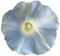 morning glory - kostenlos png Animiertes GIF