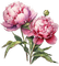 Pink flowers.Peony.Pivoines.Victoriabea - GIF animado grátis