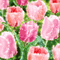 Pink Tulips Background - Animovaný GIF zadarmo animovaný GIF