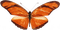 patymirabelle papillon - png grátis Gif Animado