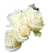 Roses White - png gratis GIF animado
