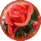 rose - GIF animado gratis GIF animado