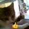 thumbs up kitty - GIF animé gratuit