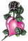 coe rose pink - bezmaksas png animēts GIF