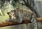 MMarcia tigre natureza fundo - besplatni png animirani GIF