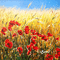 soave background animated poppy field  flowers - Animovaný GIF zadarmo animovaný GIF