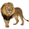 lion - png gratis GIF animado