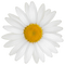 Kaz_Creations Flowers Flower - besplatni png animirani GIF