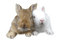 Kaz_Creations Animals Rabbit Hare - PNG gratuit GIF animé