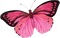 pink butterfly - png gratuito GIF animata