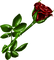 rose rouge.Cheyenne63 - ingyenes png animált GIF