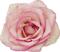 kikkapink deco scrap pink rose - PNG gratuit GIF animé