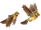 birds katrin - Bezmaksas animēts GIF animēts GIF