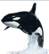 whale bp - безплатен png анимиран GIF