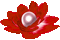 Animated.Flower.Pearl.Red - By KittyKatLuv65 - GIF animé gratuit GIF animé