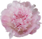 Peony Flower - zadarmo png animovaný GIF