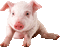 Kaz_Creations Animated Pig - GIF animé gratuit GIF animé