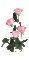 flores rosas gif dubravka4