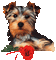 kutya - Nemokamas animacinis gif animuotas GIF