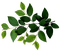 minou-leaves-löv-blad-kvist