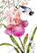 loly33 oiseaux fleur - 免费PNG 动画 GIF