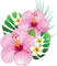 kikkapink tropical summer flower pink flowers