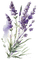 violet, lavender, flowers, summer - бесплатно png анимированный гифка