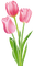 tulpen milla1959 - gratis png geanimeerde GIF