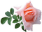 kukka, ruusu, rose, fleur, flower - GIF animé gratuit