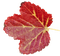 Leaf - darmowe png animowany gif