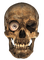 Kaz_Creations Skull - δωρεάν png κινούμενο GIF