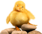 duck katrin - nemokama png animuotas GIF