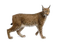 Lynx - darmowe png animowany gif