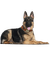 dog katrin - ücretsiz png animasyonlu GIF