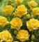 rose jaune - nemokama png animuotas GIF