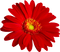 Flower.Red.Yellow - zadarmo png animovaný GIF
