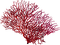 Coral-RM - бесплатно png анимированный гифка