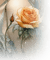 Rose - gratis png geanimeerde GIF