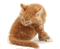 cat gif - Darmowy animowany GIF animowany gif