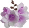 Kaz_Creations Deco Flowers Purple - PNG gratuit GIF animé