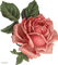 All My Roses - PNG gratuit GIF animé