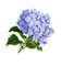 Fleurs.Flowers.Hortensias.Victoriabea - Free PNG Animated GIF
