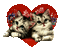 deux chatons dans un coeur - Бесплатный анимированный гифка анимированный гифка