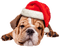 Kaz_Creations Christmas Dog Pup Dogs Colours - gratis png animeret GIF