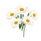 daisies Bb2 - Free PNG Animated GIF